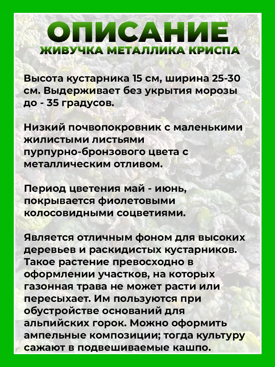 Живучка пирамидальная Металлика Криспа