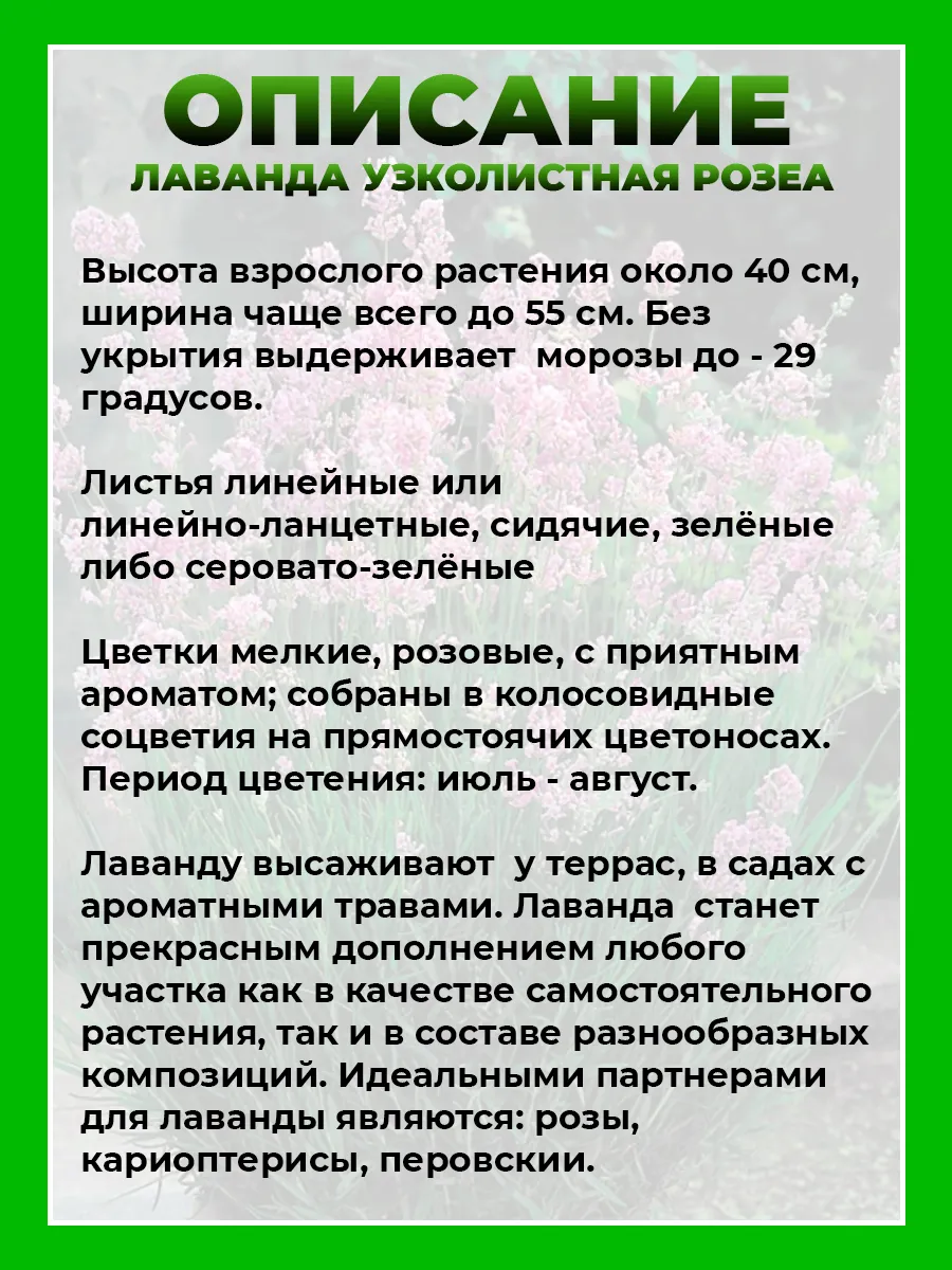 Лаванда узколистная Розеа