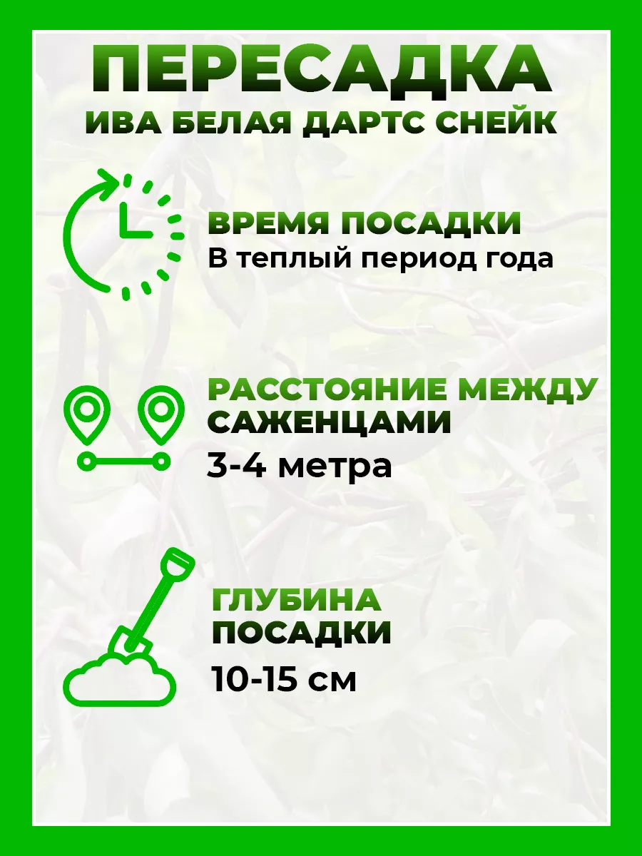 Ива белая Дартс Снейк