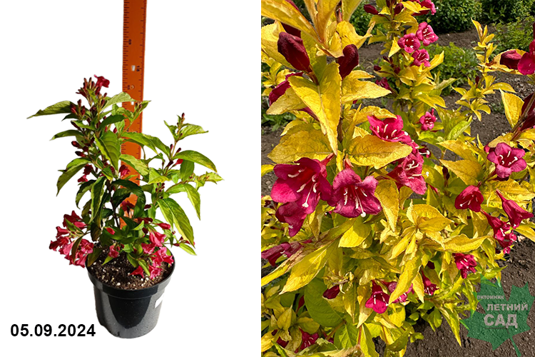 Вейгела цветущая Олимпиада (Weigela florida Olympiade) С3