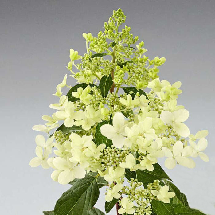 Пандрия. Пандрия. Пандрия. Пандрия. Пандрия.