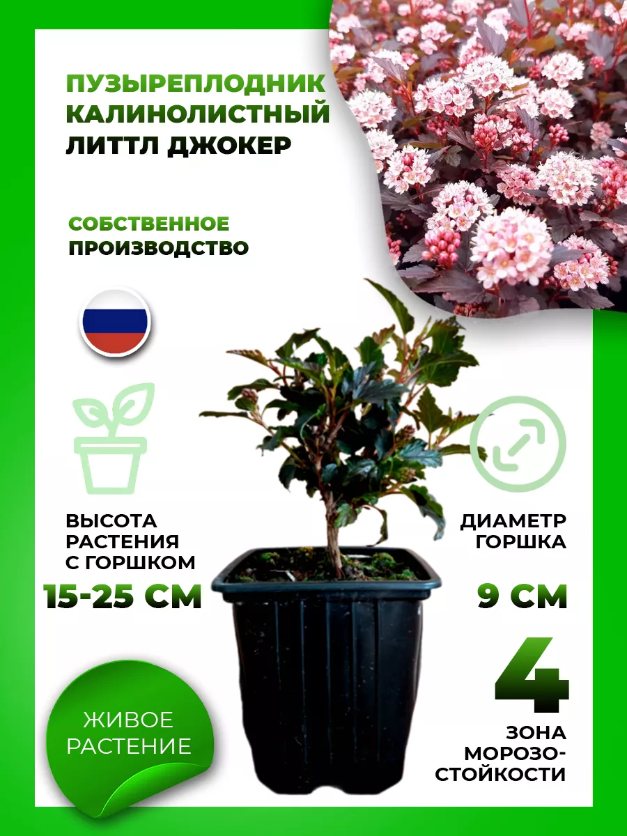 Пузыреплодник калинолистный Литтл Джокер