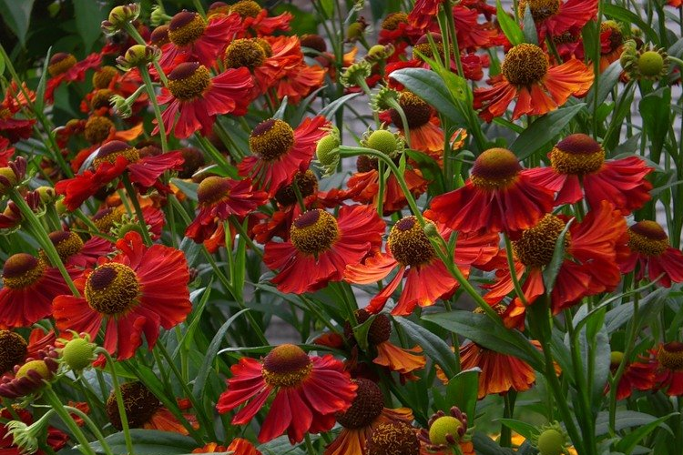 Гелениум осенний Helenium autumnale