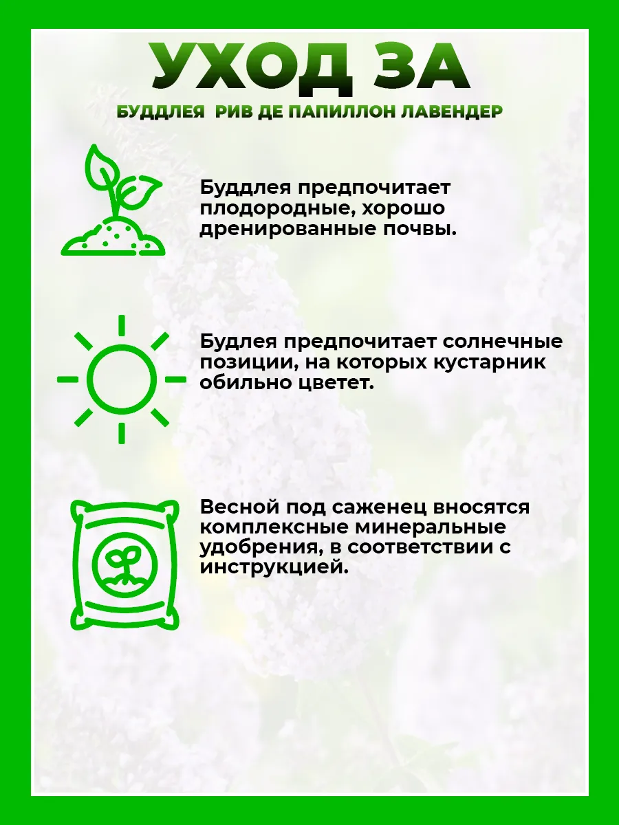 Буддлея Давида Реве де Папилон Лавендер