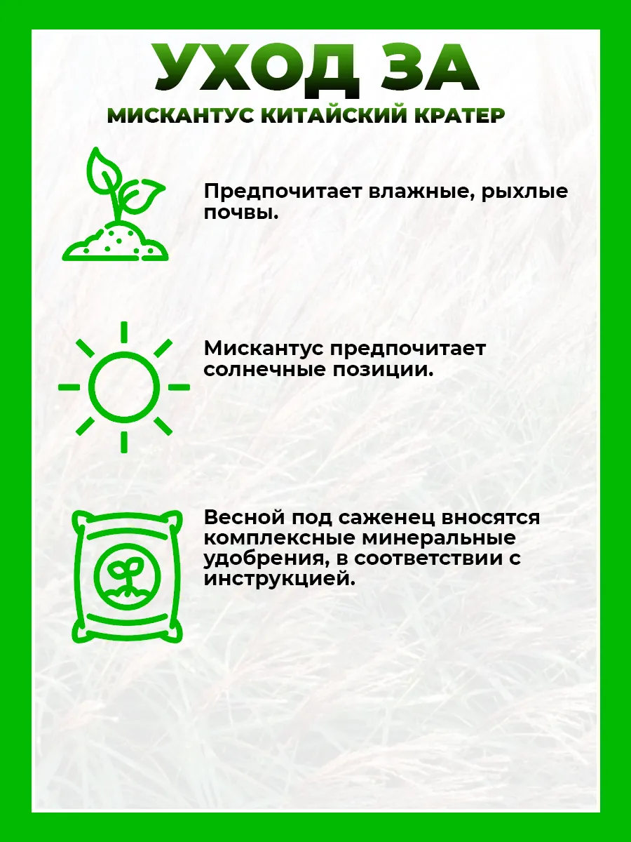 Мискантус китайский Кратер
