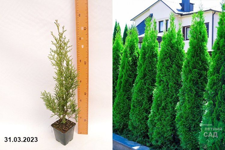 Туя западная Смарагд С3