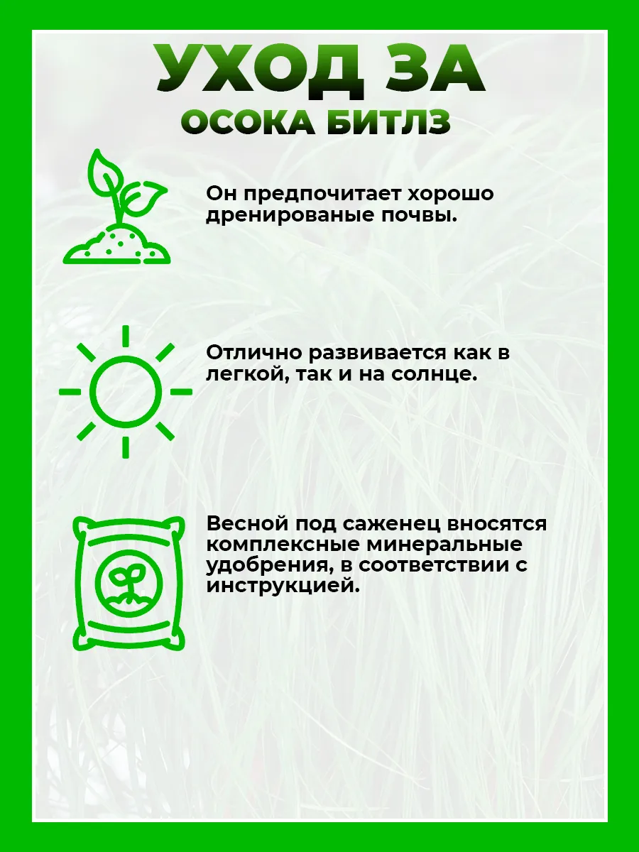 Осока гибридная Битлз