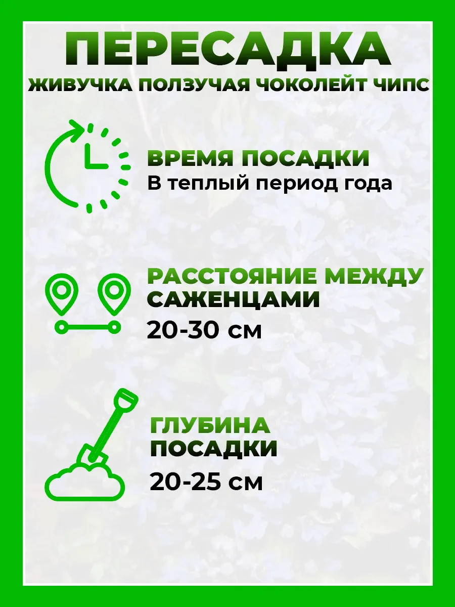 Живучка ползучая Чоколейт Чипс
