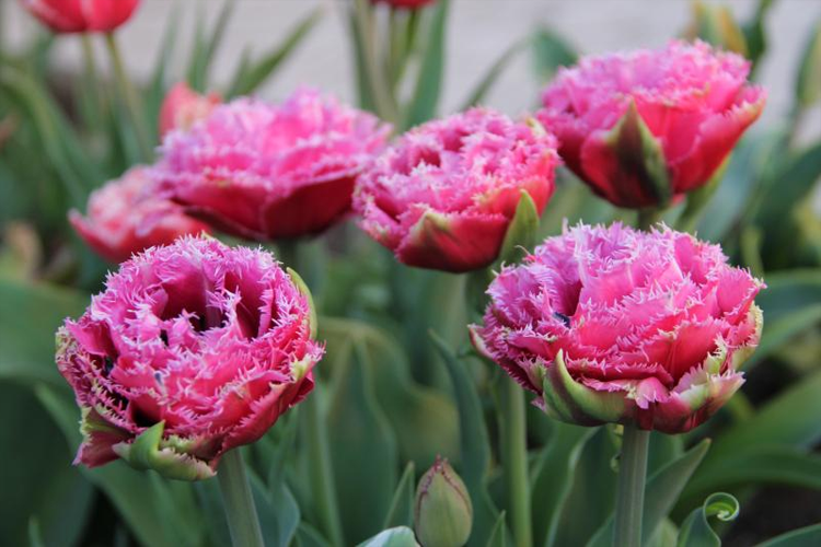 Поздние сорта тюльпанов фото Тюльпан бахромчатый махровый Маскотт (Tulipa Fringed Double Mascotte) 5 шт/уп - 