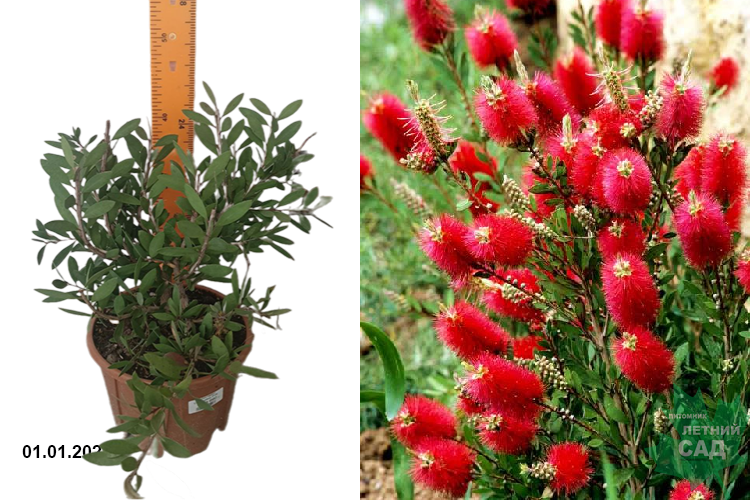 Каллистемон лимонный Спленденс (Callistemon citrinus Splendens) С10