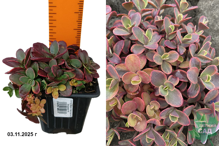 Очиток (Седум) Санспарклер Вилдфайр (Sedum hybridum SunSparkler Wildfire) Р9