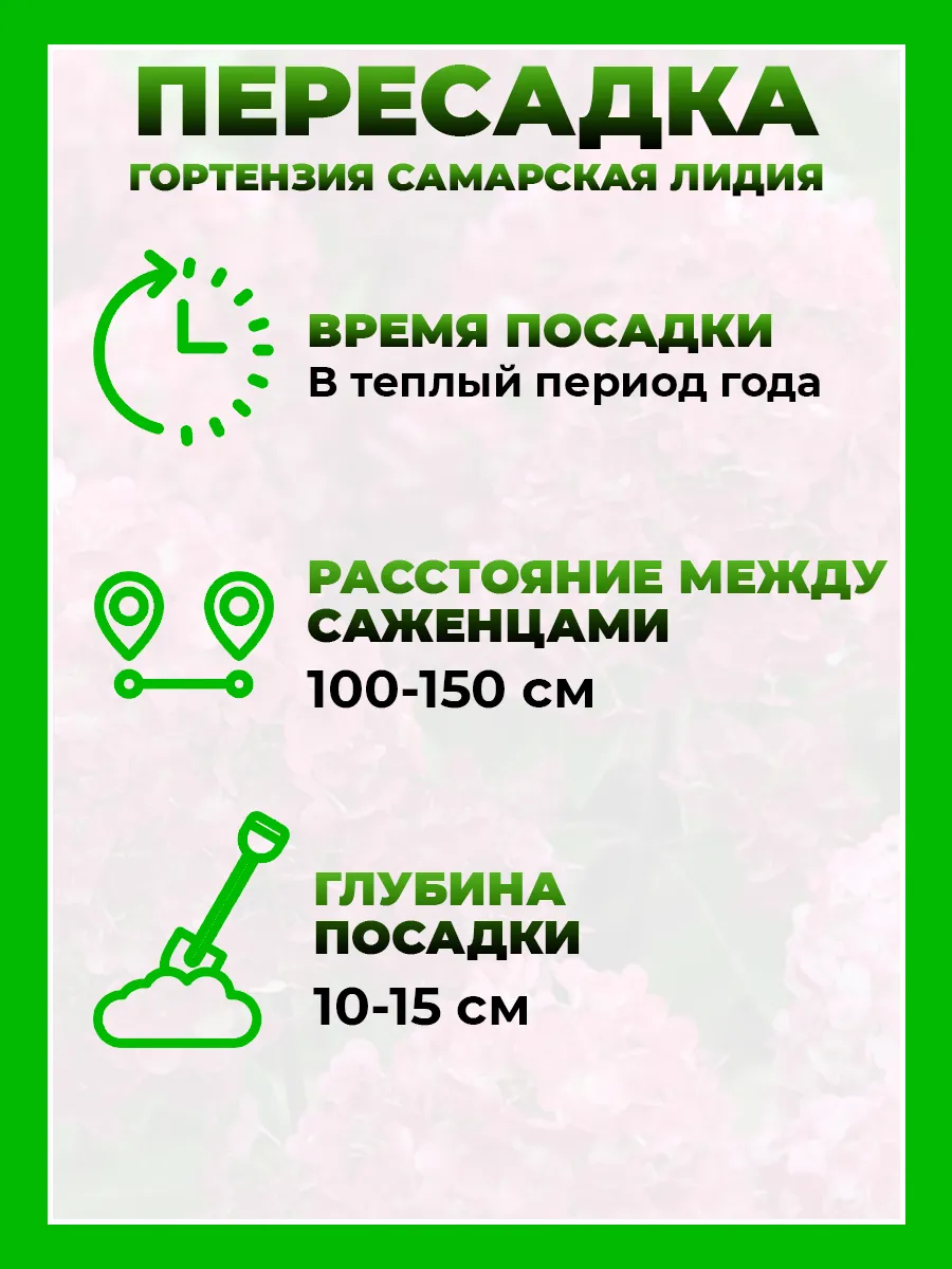 Гортензия метельчатая Самарская Лидия