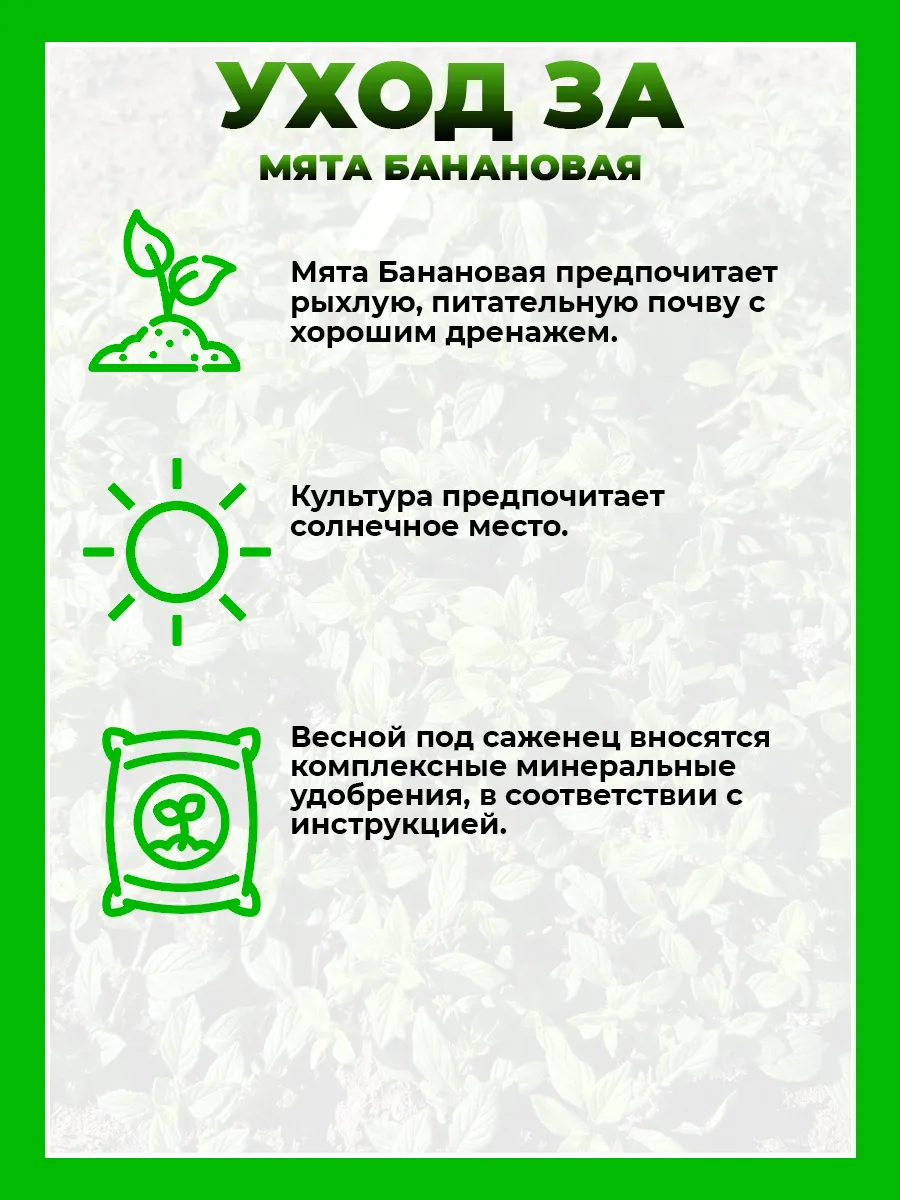 Мята Банановая
