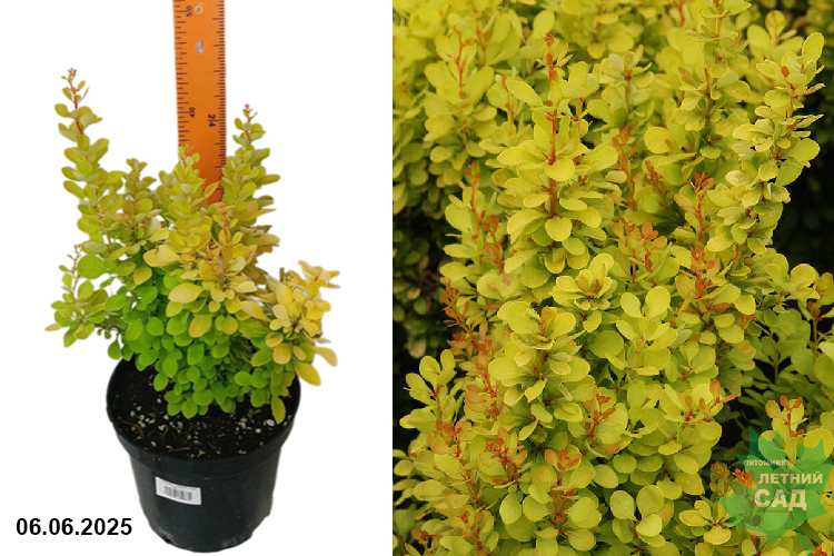 Барбарис Тунберга Голден Торч (Berberis thunbergii Golden Torch) С3 х