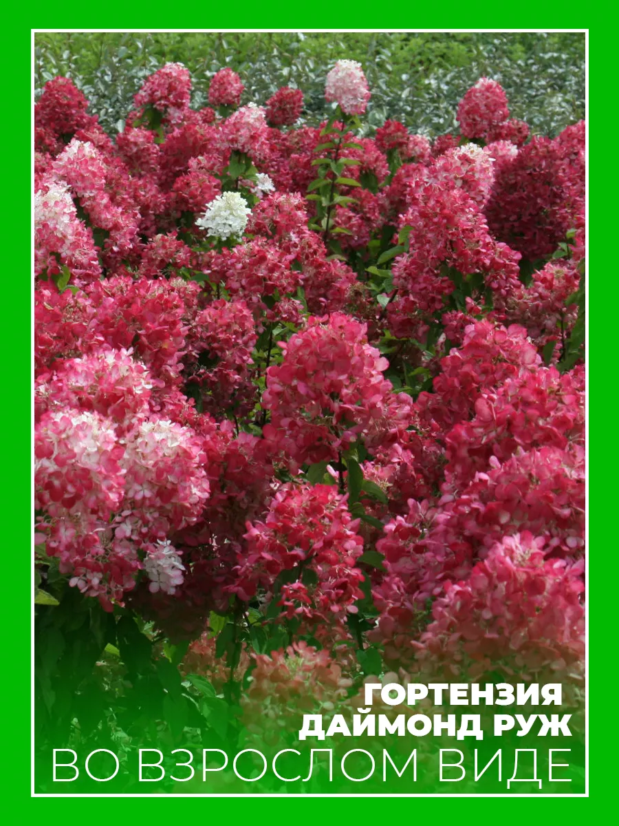 Гортензия метельчатая Даймонд Руж