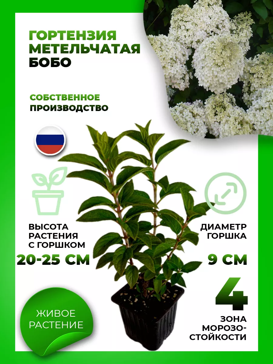 Гортензия метельчатая Бобо