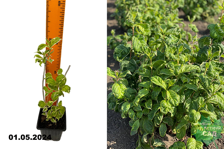 Вейгела Карикатура (Weigela florida Caricature) Р9