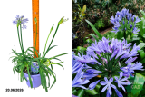 Агапантус африканский Кристал Лайн (Agapanthus Crystal) Р19