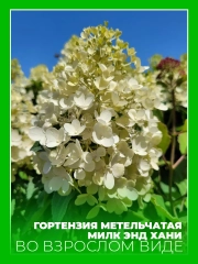 Гортензия метельчатая Милк энд Хани