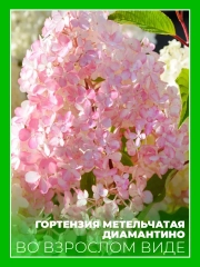 Гортензия метельчатая Диамантино