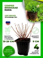 Спирея японская Нана