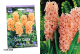 Гиацинт Джипси Куин (Hyacinthus Gipsy Queen) 5шт/уп
