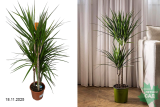Драцена Маргината (Dracaena marginata) Р21