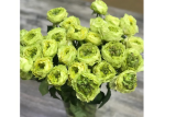 Роза срезочная Дениз (Rose Deniz) ОКС