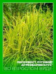 Лисохвост луговой Ауреовариегатус
