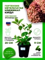 Гортензия метельчатая Мэджикал Кэндл