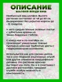 Шалфей гибридный Венди Виш