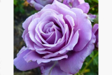 Роза плетистая Индиголетта (Rosa Climber Indigoletta) ОКС