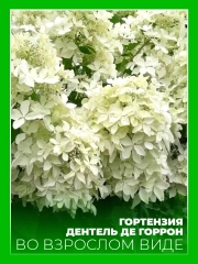 Гортензия метельчатая Дентель де Гаррон
