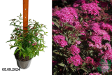 Спирея японская Энтони Ватерер (Spiraea japonica Anthony Waterer) С3