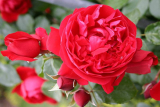 Роза плетистая Флорентина (Rosa Climber Florentina) ОКС