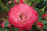 Роза шраб Пат де Велюр (Rosa Shrub Patte de Velours) ОКС