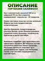 Гортензия метельчатая Скайфолл