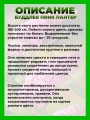 Буддлея Давида Пинк Пантер