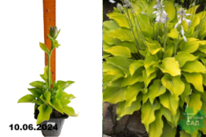 Хоста Ки Рен Джьяку (Hosta Ki Ren Jyaku) С1,5 Вд