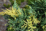 Можжевельник средний Блю энд Голд  С2