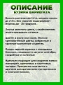 Бузина черная Вариегата