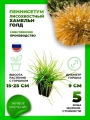 Пеннисетум лисохвостый Хамельн Голд