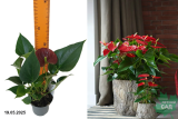 Антуриум Андре Саксес Ред (Anthurium andraeanum) Р9