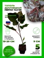 Тополь дельтовидный Перпл Тауэр