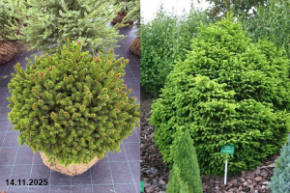 ель обыкновенная пигмея