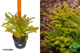 Барбарис Тунберга Сансейшн (Berberis thunbergii Sunsation) С5 х