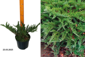 можжевельни тамарицифолис