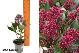 Скиммия японская Рубелла (Skimmia japonica Rubella)  Р9