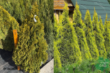 Туя западная Голден Смарагд (Thuja occidentalis Golden Smaragd) С20 д