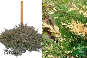 Можжевельник горизонтальный Андорра Вариегата (Juniperus horizontalis Andorra Variegata) С15